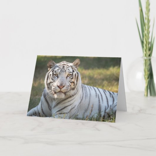 Gus - karte (Vorderseite)