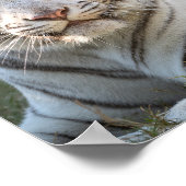 Gus - Karte Poster (Ecke)