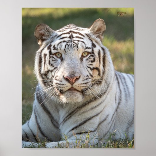 Gus - Karte Poster (Vorne)