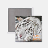 Gus - magnet (Vorderseite/Rückseite)