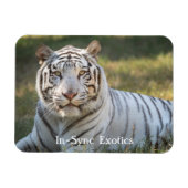 Gus - magnet (Horizontal)