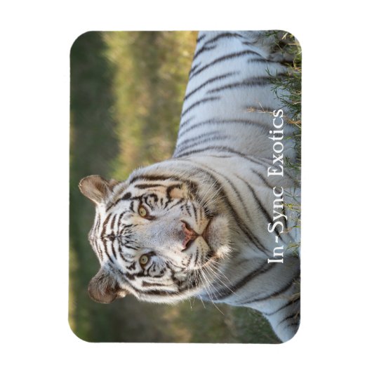 Gus - magnet (Vertikal)