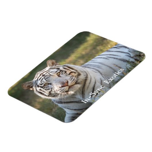 Gus - magnet (Linke Seite)