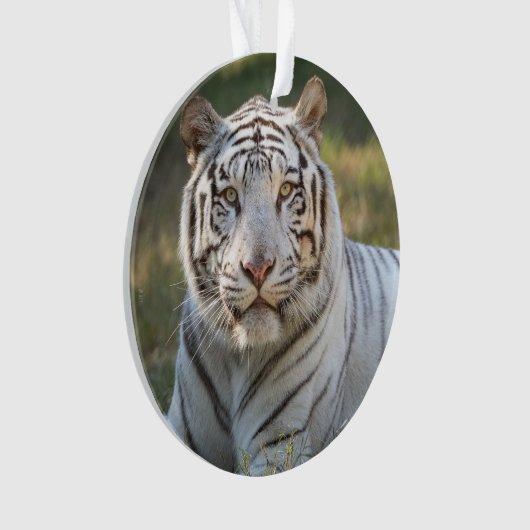 Gus - ornament (Vorderseite)