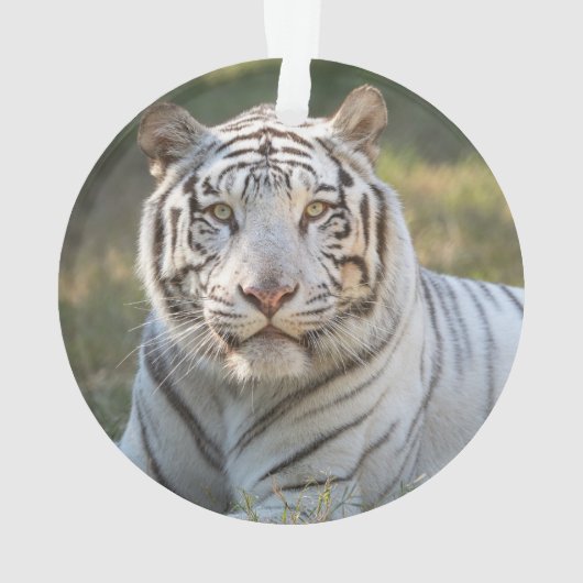 Gus - ornament (Rückseite)