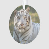 Gus - ornament (Vorderseite)