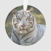 Gus - ornament (Vorderseite)