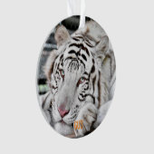 Gus - ornament (Vorderseite)