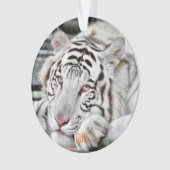 Gus - ornament (Vorderseite)