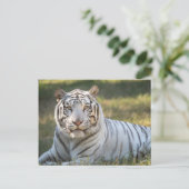 Gus - postkarte (Stehend Vorderseite)