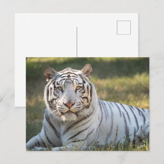 Gus - postkarte (Vorne/Hinten)