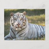 Gus - postkarte (Vorderseite)