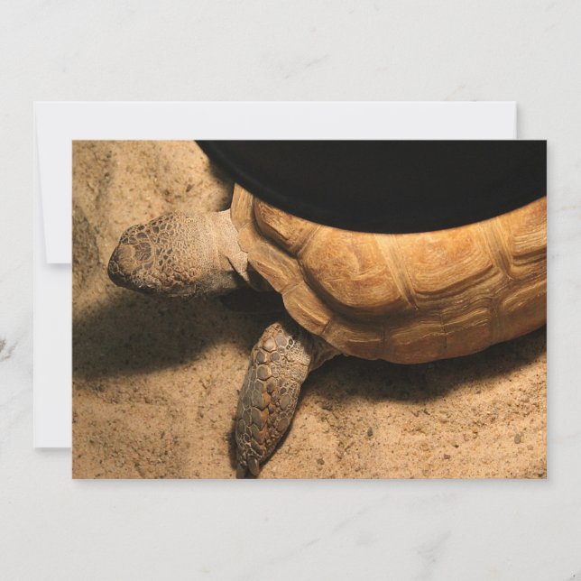 Gus the Tortoise (Vorderseite)