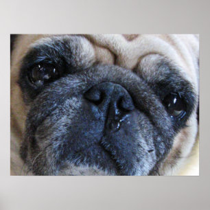 Gute Besserung Kranke Pug-Hund Poster