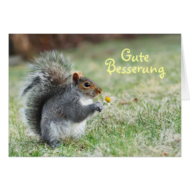 Eichhörnchen Am Fenster Grußkarte – „Just Checking On You“ Für Genesung, Freundschaft & Mut