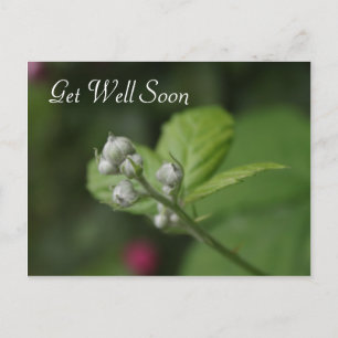 Gute Besserung, Sommer-Wildhimbeerblüte Postkarte