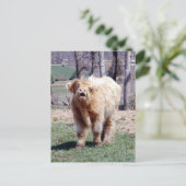 Gute Hochlandpostkarte Postkarte (Stehend Vorderseite)