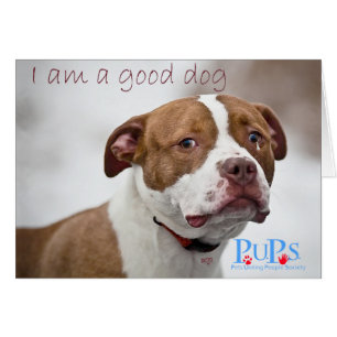 Gute Hund Pit Bull Rettung