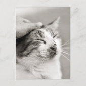 Gute Kätzchen! -Postkarte Postkarte (Vorderseite)