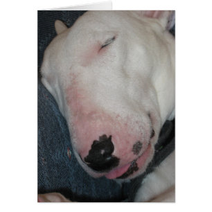 Gute Nacht, schlafen, Alberner Hund