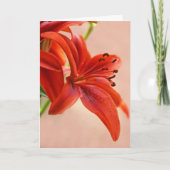 Gute Orange Bald Tiger Lily Foto Vorlage (Vorderseite)