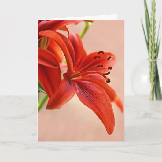 Gute Orange Bald Tiger Lily Foto Vorlage (Vorderseite)