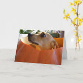 Gute Rufus Chihuahua-Halloween-Kürbis-Karte Karte (Gelbe Blume)