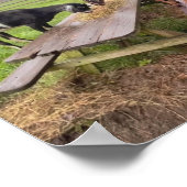 Gute Ziegen bei Sonnenuntergang Poster (Ecke)