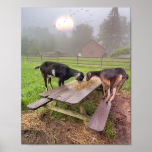 Gute Ziegen bei Sonnenuntergang Poster
