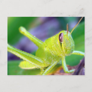 Guten Morgen, Grasshopper! Postkarte