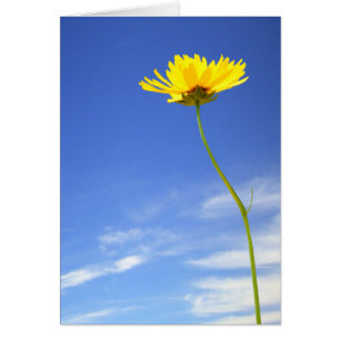 Guten Tag! l Gelbe Blume gegen blauen Himmel
