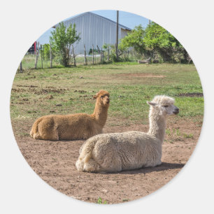 Guter Blick Llamas (Lama glama) auf grünem Gras Runder Aufkleber
