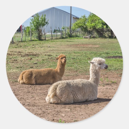 Guter Blick Llamas (Lama glama) auf grünem Gras Runder Aufkleber (Vorderseite)