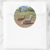 Guter Blick Llamas (Lama glama) auf grünem Gras Runder Aufkleber (Tasche)