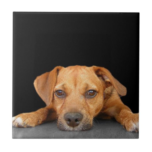 Guter Hund Fliese (Vorderseite)