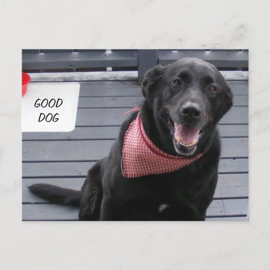 GUTER HUND POSTKARTE (Vorderseite)