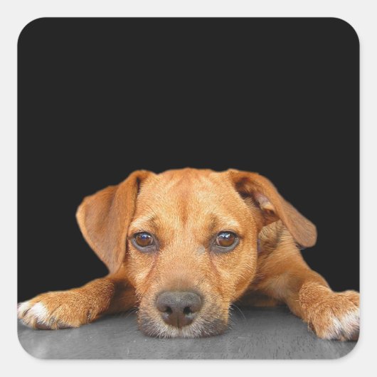 Guter Hund Quadratischer Aufkleber (Vorderseite)