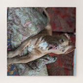 Guter Junge Süßer Pit Bull Farb Foto Puzzle (Horizontal)