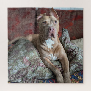 Guter Junge Süßer Pit Bull Farb Foto Puzzle