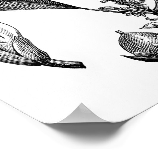 Gutta-Percha Tree Poster (Ecke)