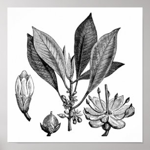 Gutta-Percha Tree Poster