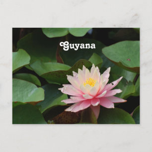 Guyana Water Lily Postkarte