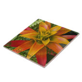 Guzmania Bromeliad Plant Floral Fliese (Seite)