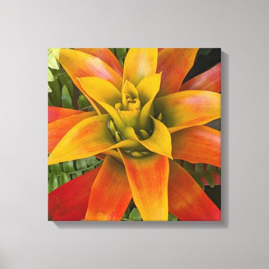 Guzmania Bromeliad Plant Floral Leinwanddruck (Vorderseite)