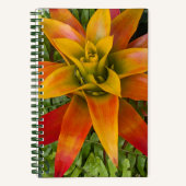 Guzmania Bromeliad Plant Floral Notizblock (Vorderseite)