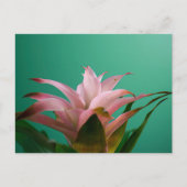 Guzmania Bromeliads Postkarte (Vorderseite)