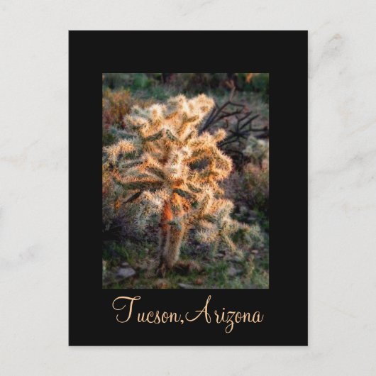 Gwer Cholla Tucson, Arizona Postkarte (Vorderseite)