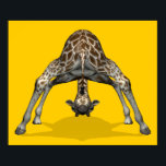 Gymnastik Giraffe Poster<br><div class="desc">sehr lustiges Tier,  das durch seine Beine rückwärts schaut - etwas,  das man nicht oft in Wirklichkeit sieht</div>