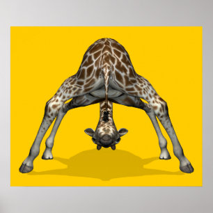Gymnastik Giraffe Poster