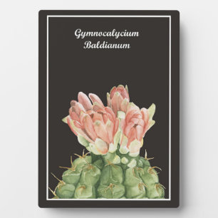 Gymnocalycium Baldianum Cactus Fotoplatte